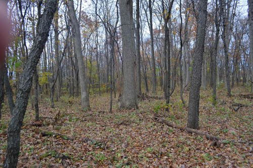 Property photo 6 - 80 Acres & Home - Property Offered in 4 Tracts from 2.3 to 30.0 Acres